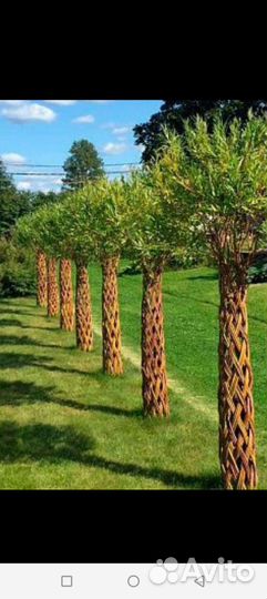 Русская пальма. Плетеная ива