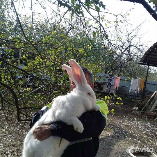 Кролики