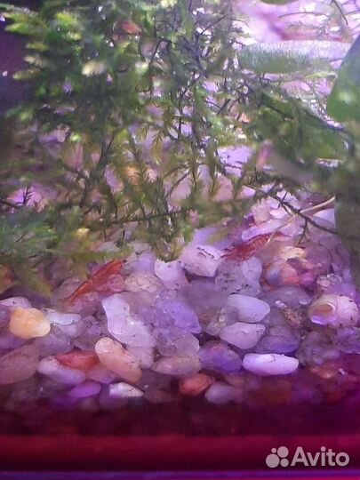 Аквариумные креветки ассорти