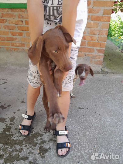 Щенки курцхаара