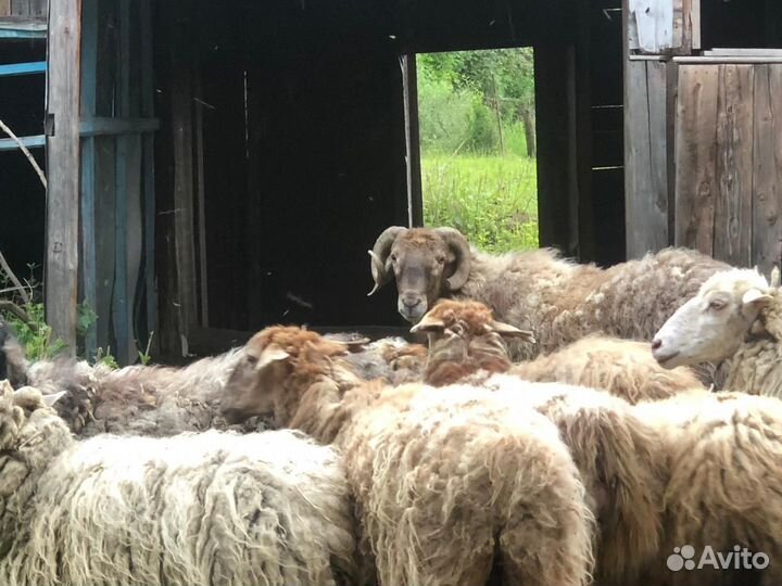 Овцы бараны