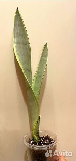 Сансевиерия сортовая
