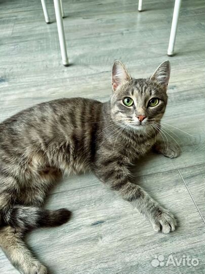 Европейская