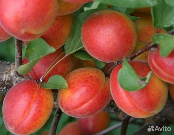 Черенки для прививки