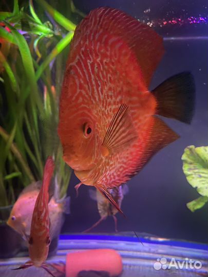 Дискусы, стурисомы