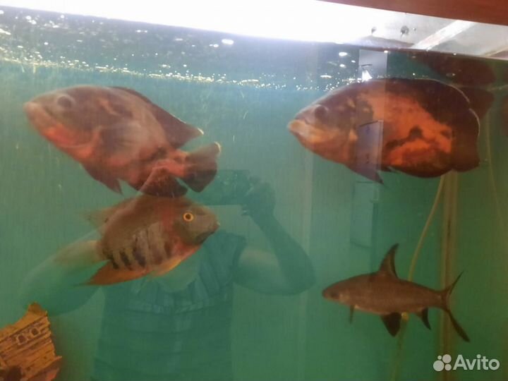 Астронотусы