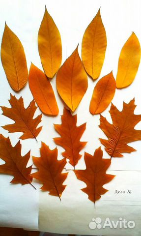 Гербарий листья сухие 16-18-20 см