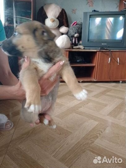 Маленькая собака в добрые руки бесплатно