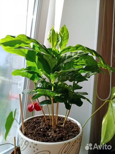 Кофе Арабика растение