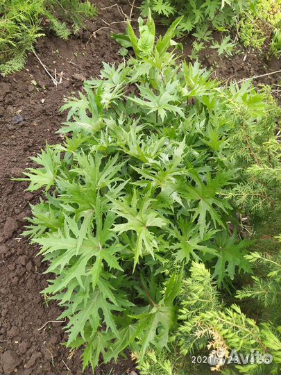 Папоротник садовый и бузульник