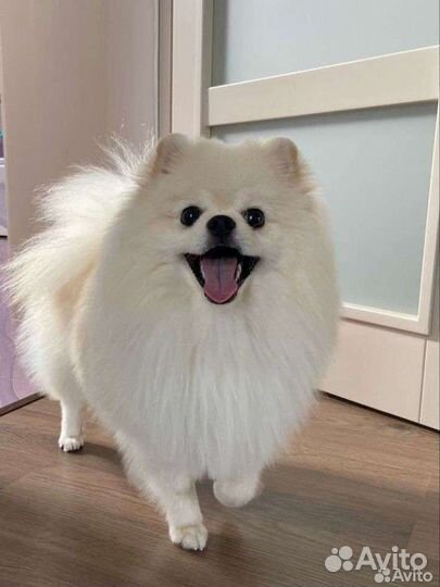 Передержка животных