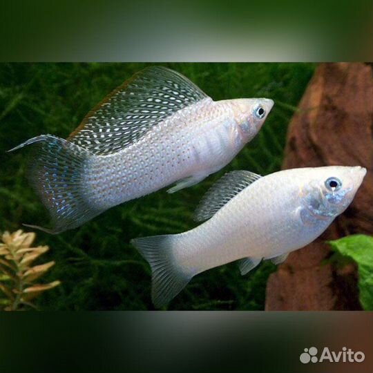 Аквариумные рыбки