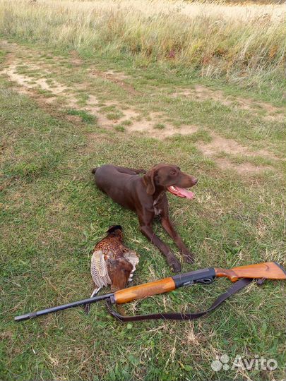 Щенки курцхаар