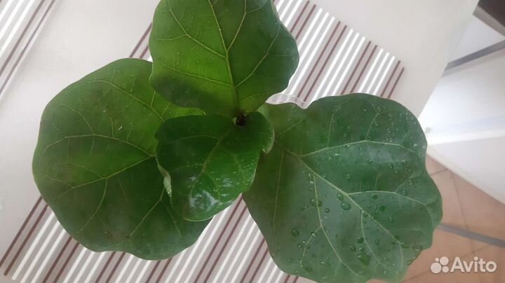 Фикус лирата