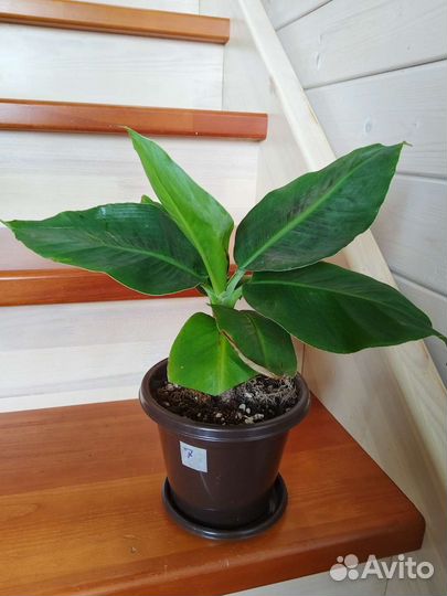 Банан комнатный тропикана