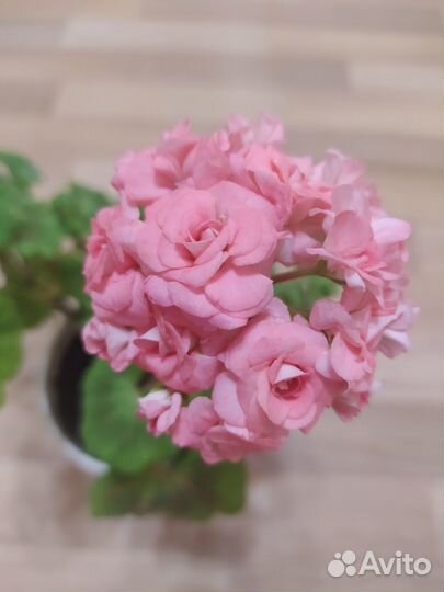 Комнатные цветы