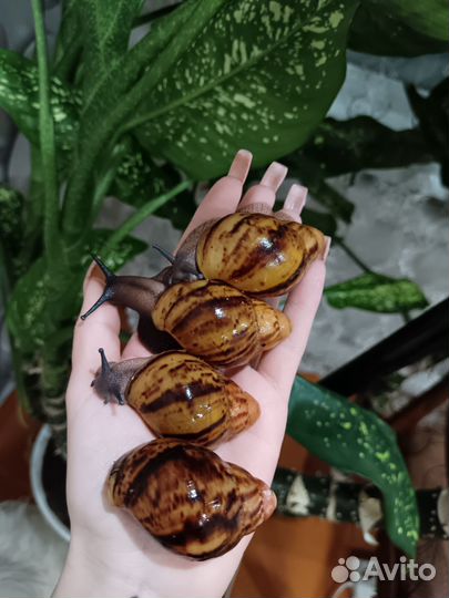 Улитки архахатины