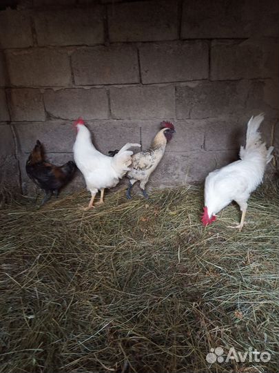 Петухи