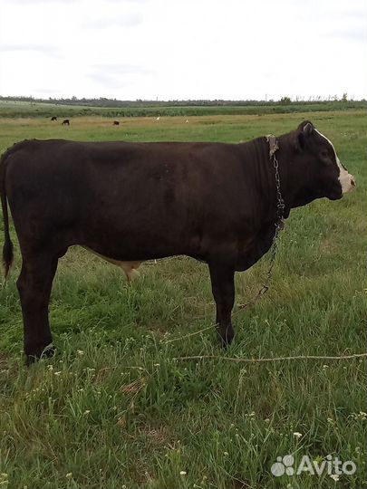 Бычок 10 месяцев