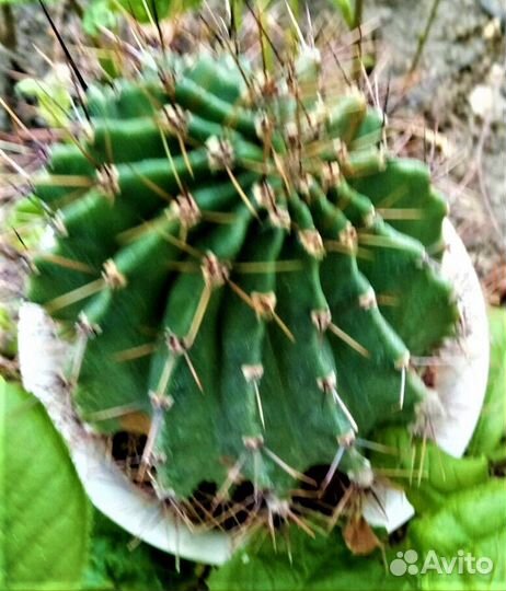 Цветущие сейчас цикламен и другие цветы