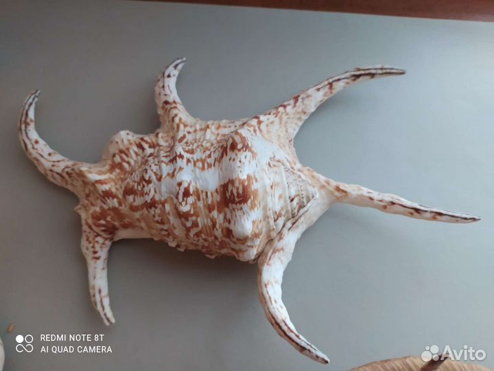 Ракушки большие