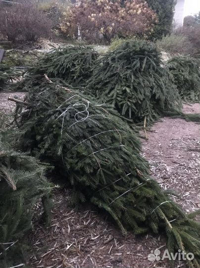 Лапник-Еловые ветки.для декора