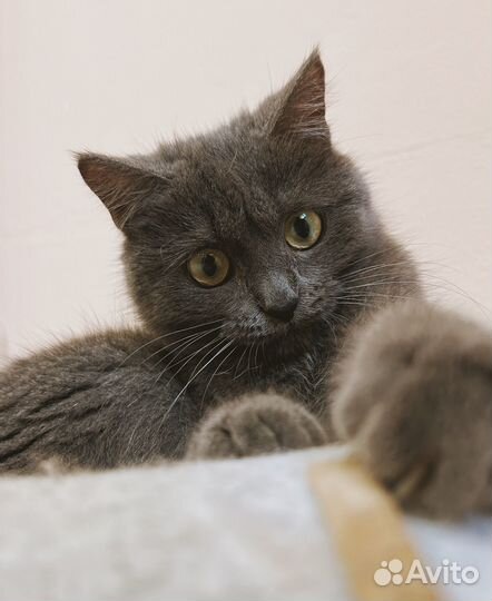 Шанни котенок девочка, в добрые руки