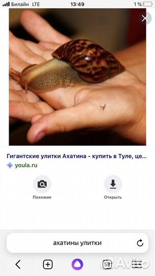 Улитка ахатина