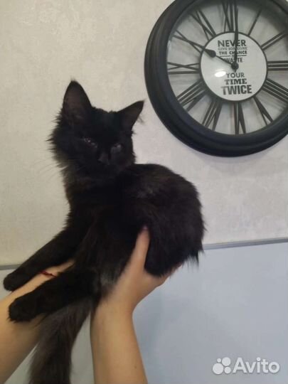 Котёнок