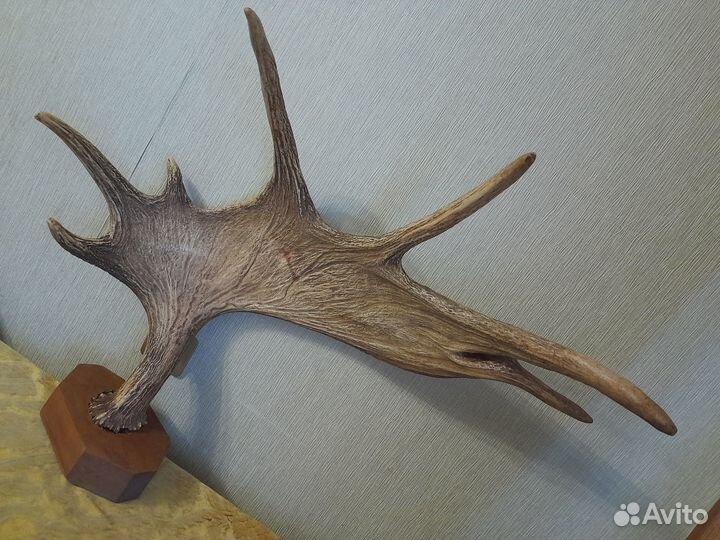 Продам рога лося