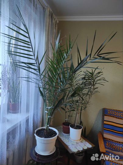Финиковая пальма