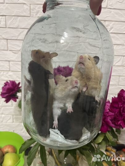 Хомяк с клеткой