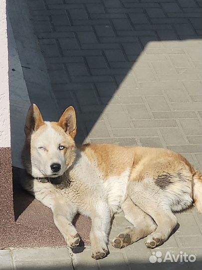Молодой мальчик с голубыми глазами