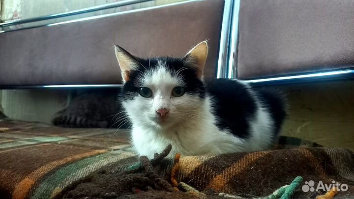 Котёнок в добрые руки