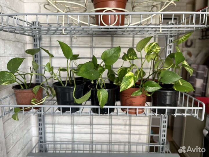 Монстера, Сциндапсус, Сингониум