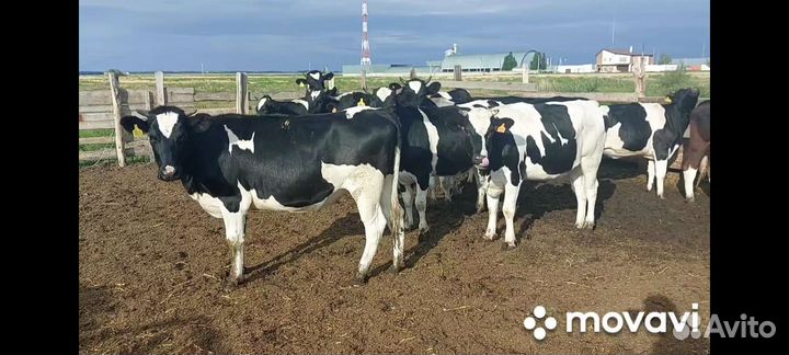 Телки и нетели