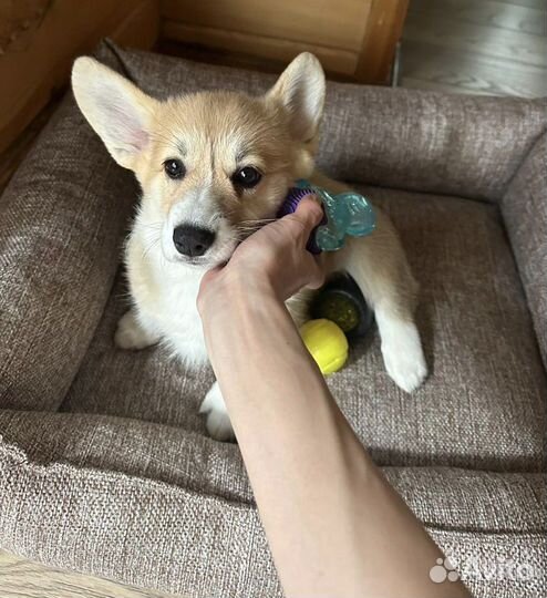 Вельш-корги пемброк девочка