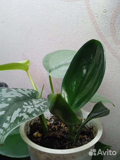 Комнатные растения