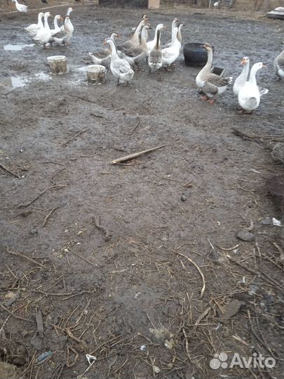 Гуси. Петухи