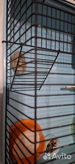 Продам клетку с джунгарским хомячком