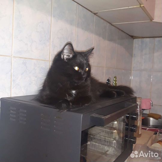 Кошка помесь британца в добрые руки