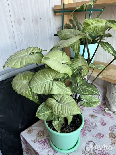 Сингониум Вайт Баттерфляй