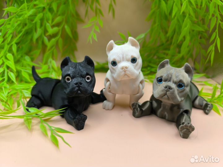 Американский булли и чихуа