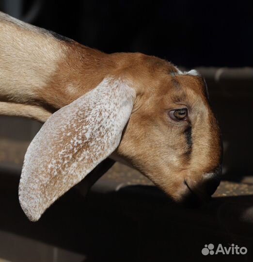 100 Англо-нубийский козлик