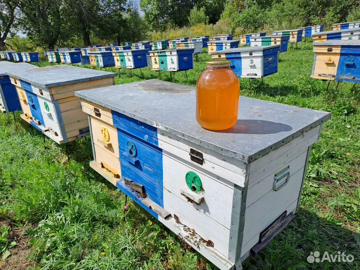 Мед подсолнечный оптом