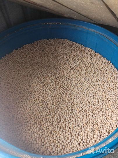 Горох, пшеница