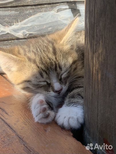 Котята в добрые руки