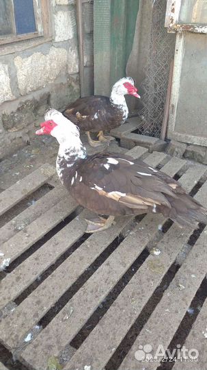 Мускусные утки