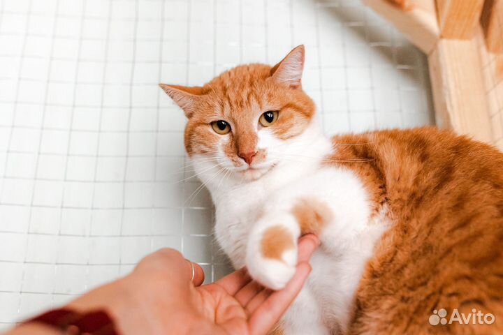 Кот из приюта