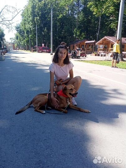 Собака в добрые руки